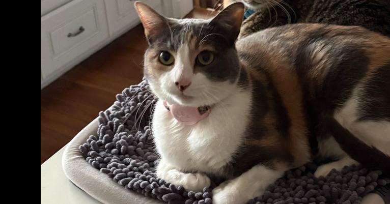 Enlarge Lavender, a Adoptable mixed breed in Richardson, TX image 2/3