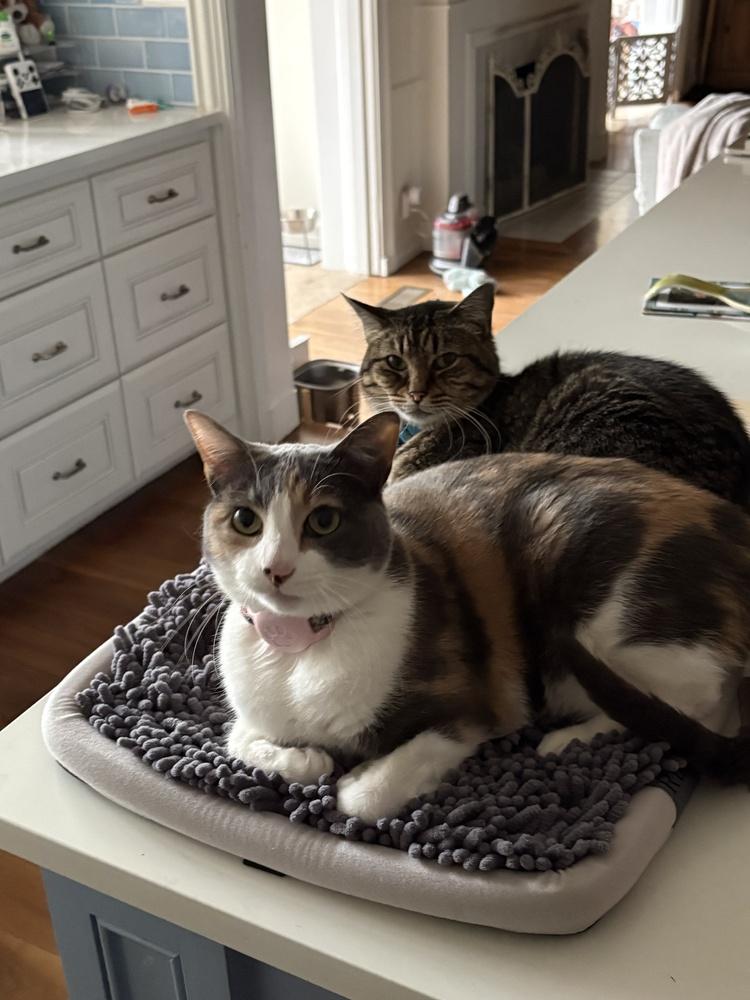 Enlarge Lavender, a Adoptable mixed breed in Richardson, TX image 3/3