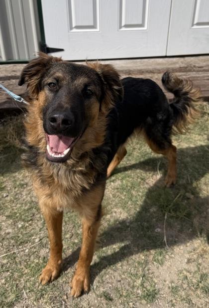 Ranger, Adoptable, Adult Male German Shepherd Dog & Australian Shepherd.
