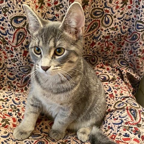 Ashlee, Young Female Domestic Short Hair