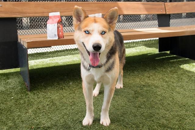 SCARR, Adoptable, Adult Male Siberian Husky & German Shepherd Dog.