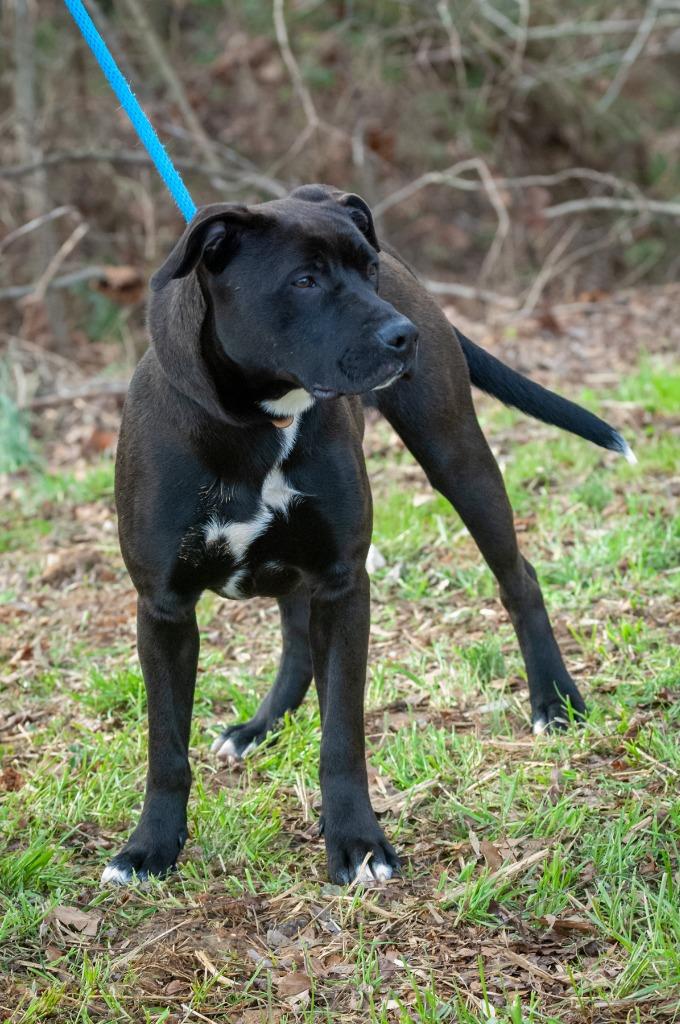 Puck/Finley, a Adoptable Pit Bull Terrier in Johnson City, TN image 2/4