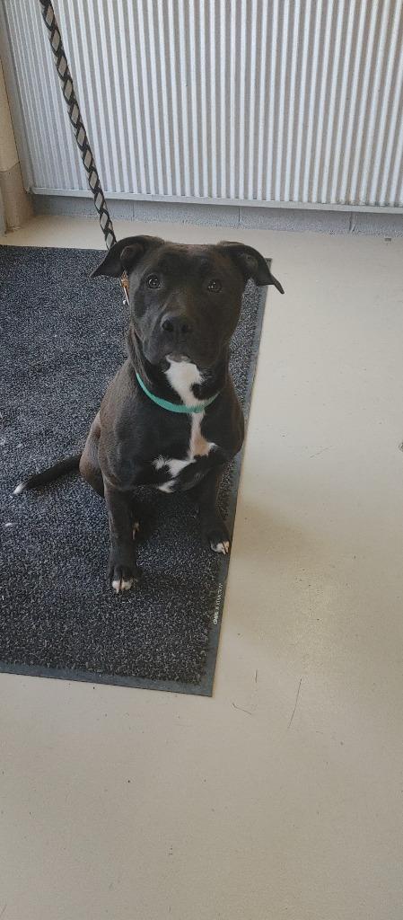 Puck/Finley, a Adoptable Pit Bull Terrier in Johnson City, TN image 1/6