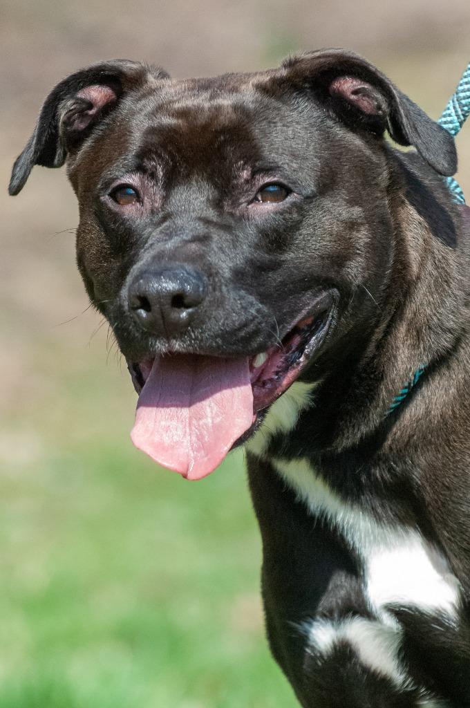 Puck/Finley, a Adoptable Pit Bull Terrier in Johnson City, TN image 3/6