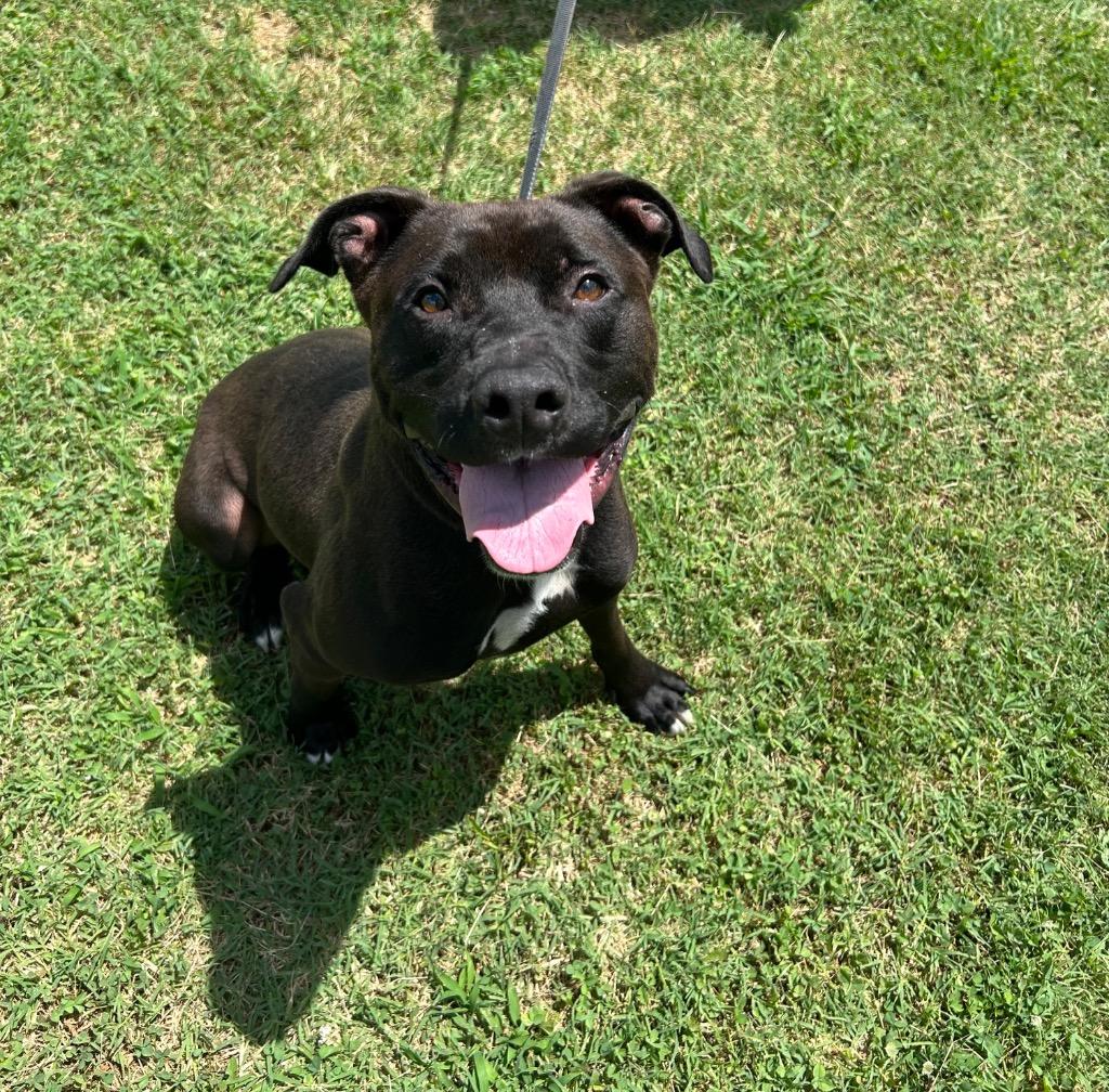 Puck/Finley, a Adoptable Pit Bull Terrier in Johnson City, TN image 4/6