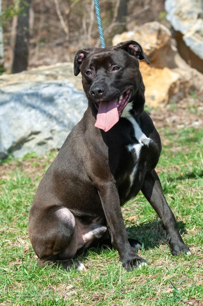 Puck/Finley, a Adoptable Pit Bull Terrier in Johnson City, TN image 5/6