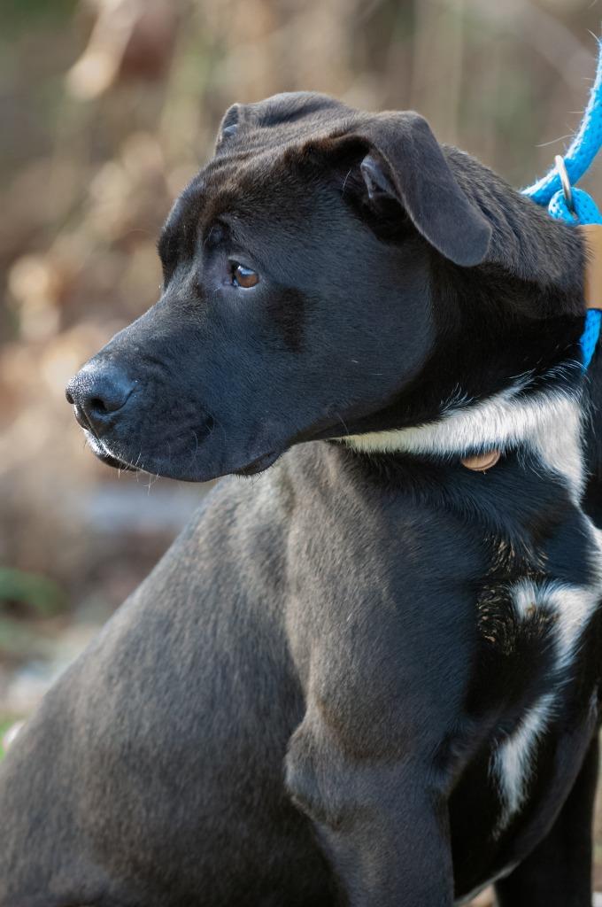Puck/Finley, a Adoptable Pit Bull Terrier in Johnson City, TN image 6/6