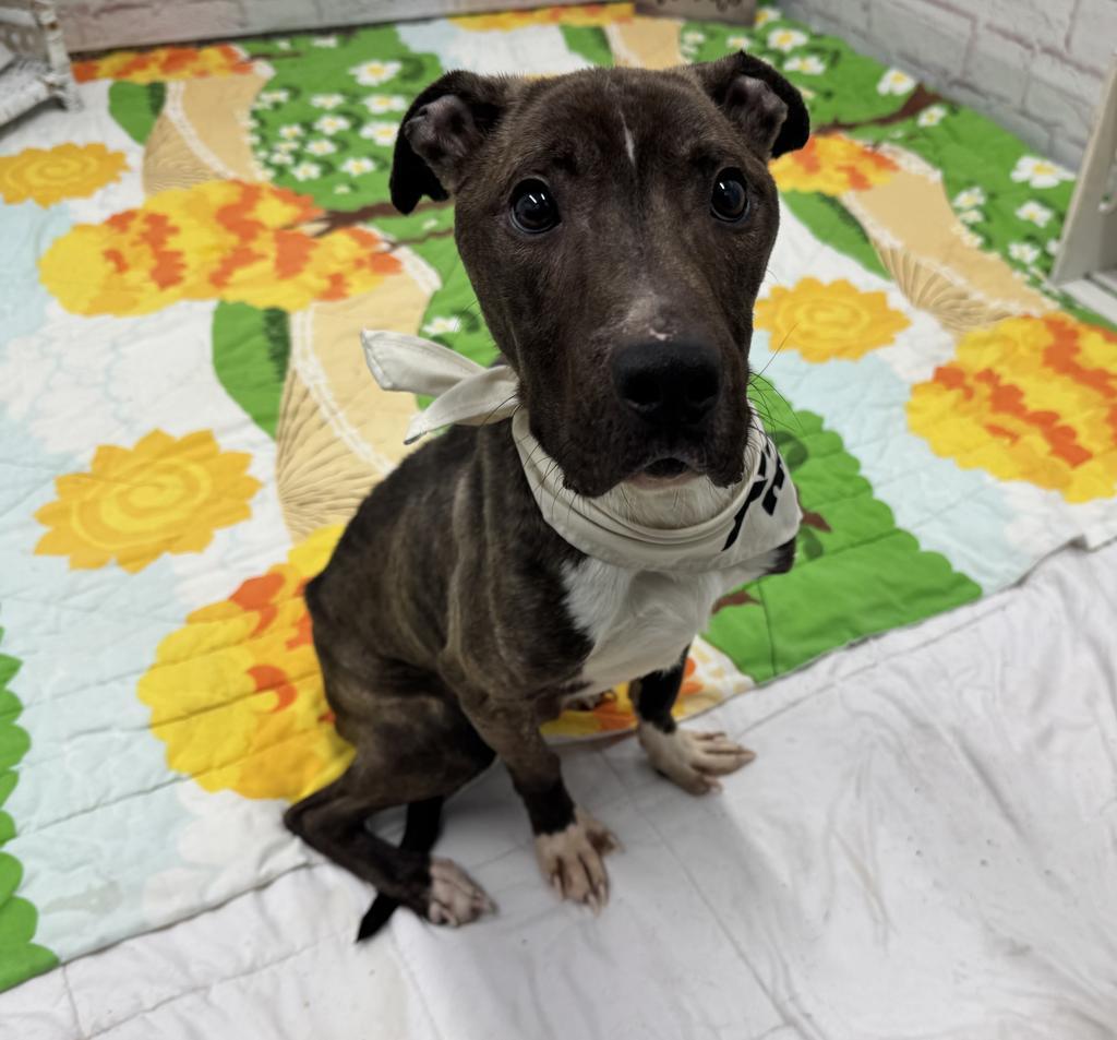 Enlarge Reedsburg, a Adoptable mixed breed in Detroit, MI image 1/6