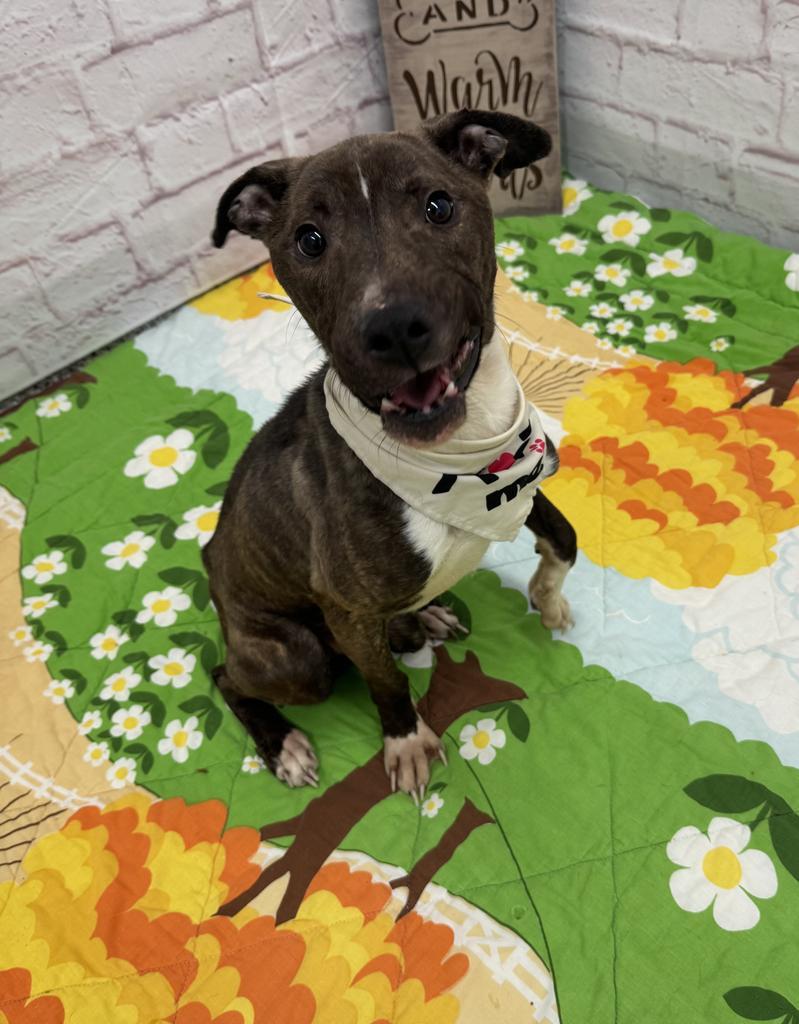 Enlarge Reedsburg, a Adoptable mixed breed in Detroit, MI image 2/6
