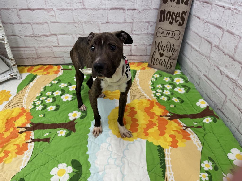 Enlarge Reedsburg, a Adoptable mixed breed in Detroit, MI image 3/6