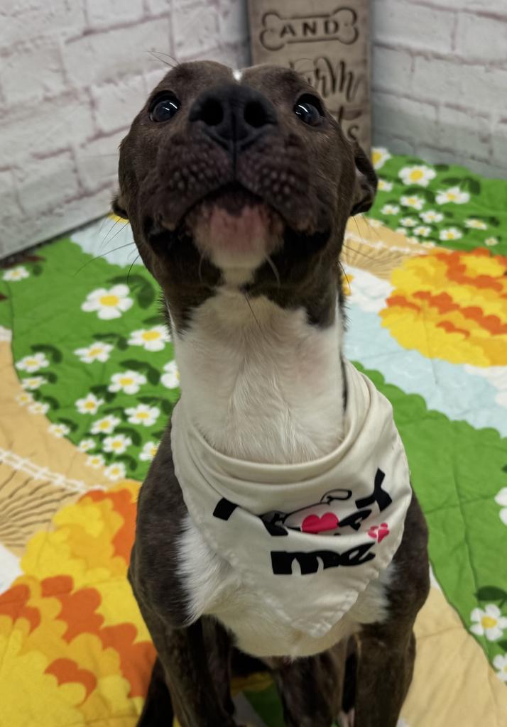 Enlarge Reedsburg, a Adoptable mixed breed in Detroit, MI image 4/6