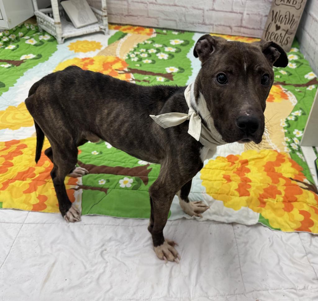 Enlarge Reedsburg, a Adoptable mixed breed in Detroit, MI image 5/6