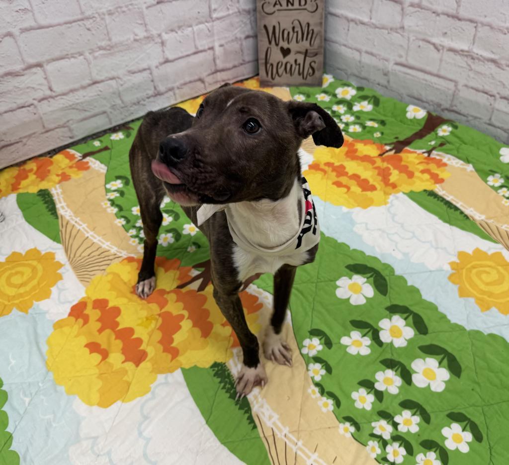 Enlarge Reedsburg, a Adoptable mixed breed in Detroit, MI image 6/6