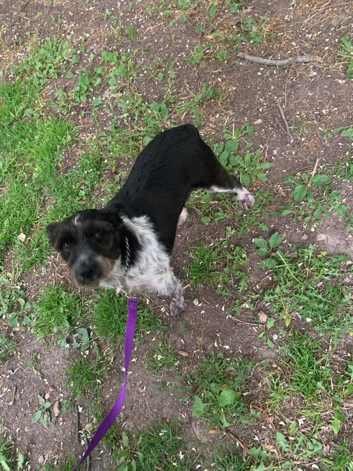 Koko $450, a Adoptable Schnauzer in Milwaukee, WI image 1/4