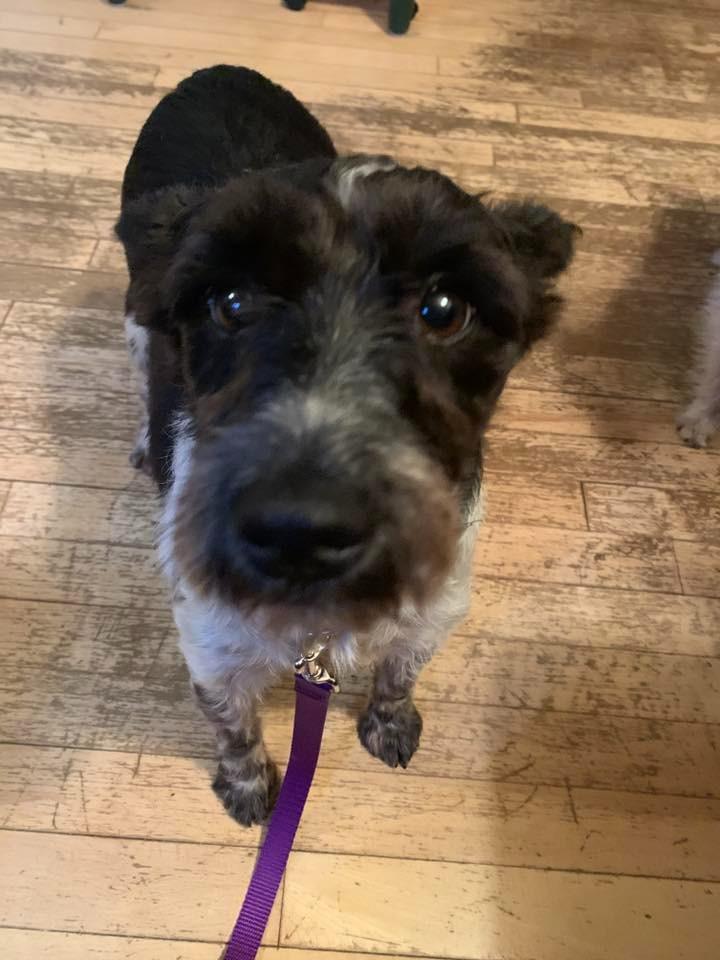 Koko $450, a Adoptable Schnauzer in Milwaukee, WI image 2/4