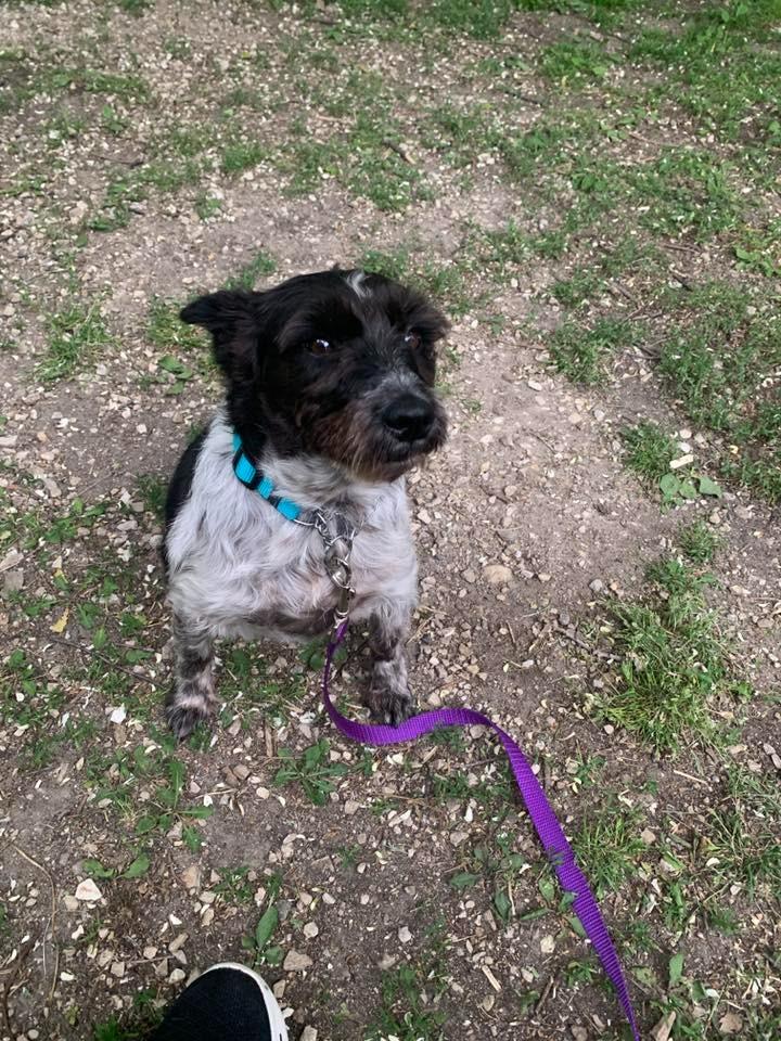 Koko $450, a Adoptable Schnauzer in Milwaukee, WI image 3/4