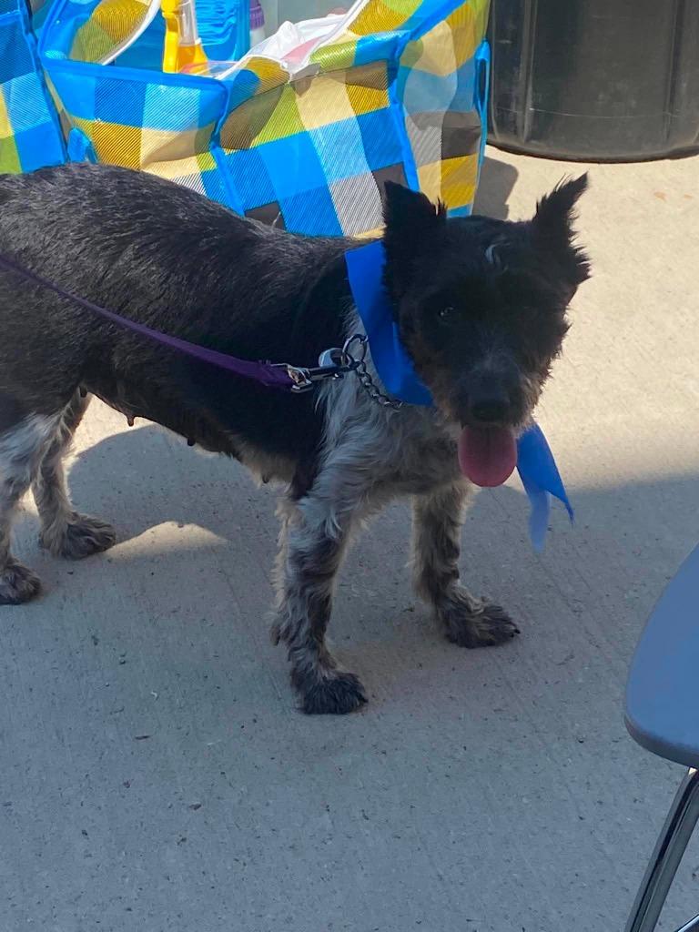 Koko $450, a Adoptable Schnauzer in Milwaukee, WI image 4/4