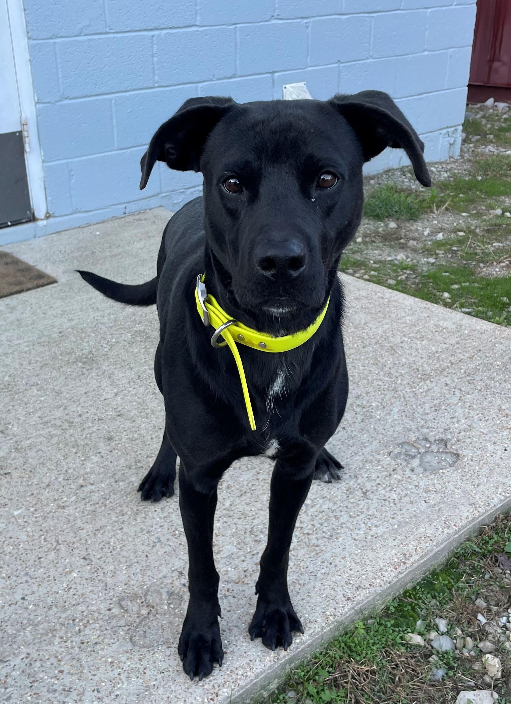 Enlarge Gus, a Adoptable Black Labrador Retriever in Mountain Home, AR image 3/3