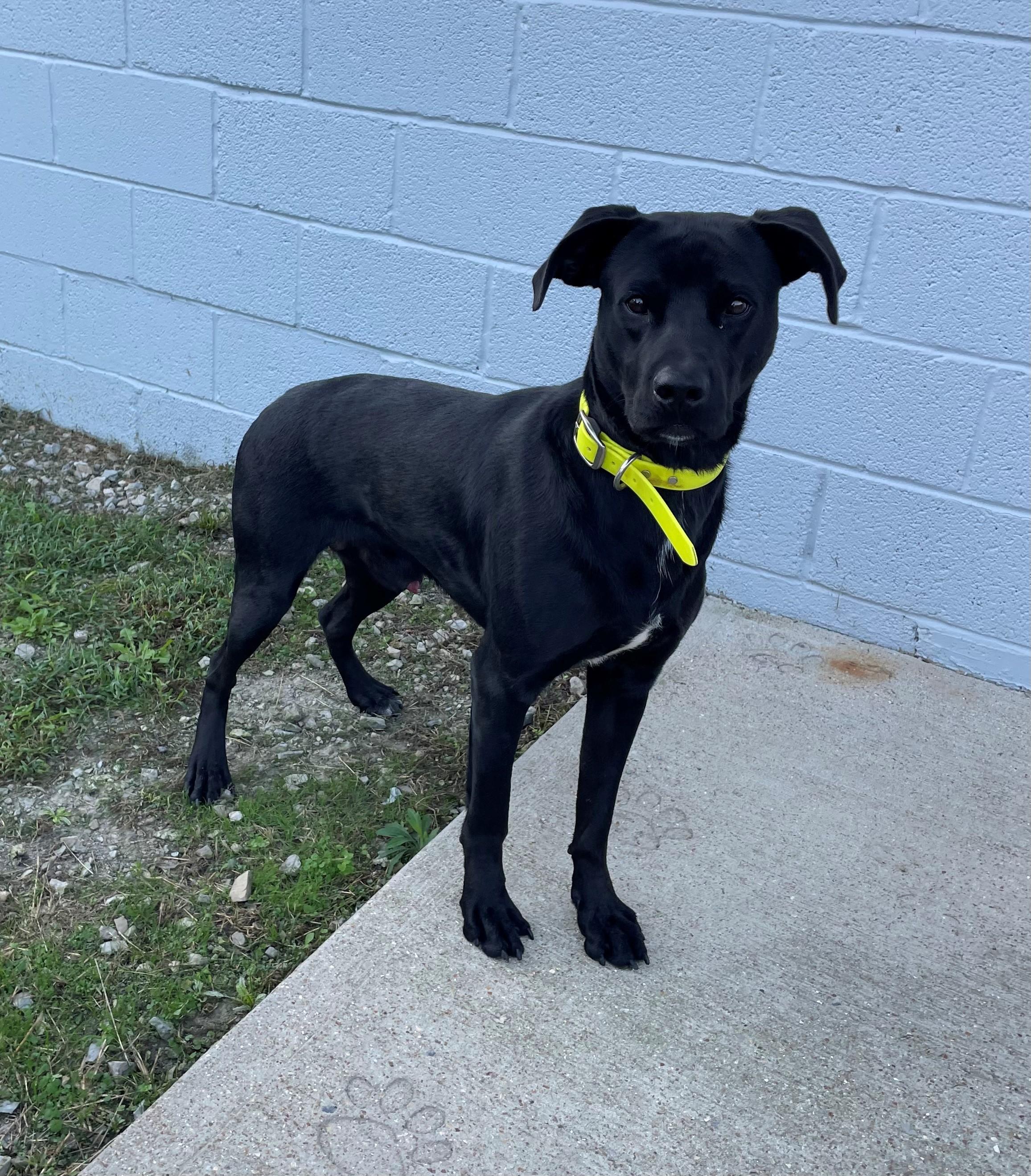 Enlarge Gus, a Adoptable Black Labrador Retriever in Mountain Home, AR image 2/3