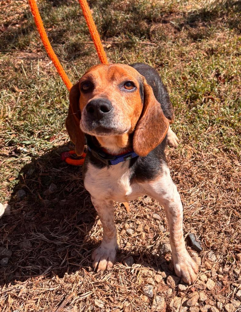 Enlarge Hunter, a Adoptable Beagle in Madison, GA image 1/1