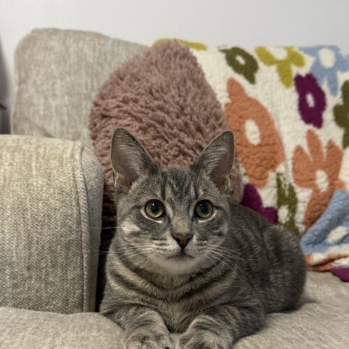 Chocolate Babka, Adoptable, Young Male Domestic Short Hair.