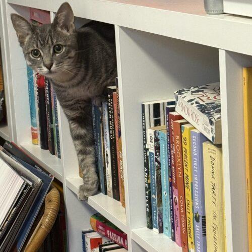 Chocolate Babka, a Adoptable Domestic Short Hair in Toronto, ON image 2/6