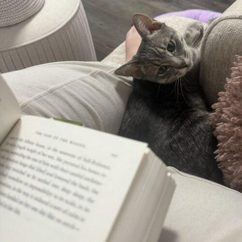 Chocolate Babka, a Adoptable Domestic Short Hair in Toronto, ON image 3/6