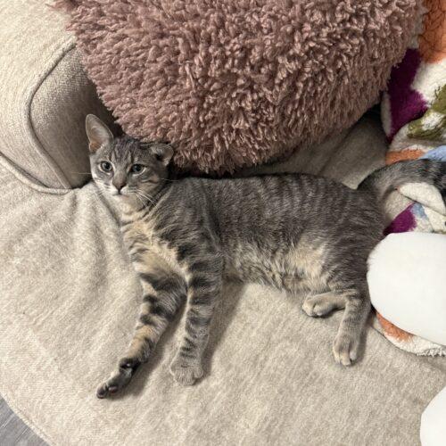 Chocolate Babka, a Adoptable Domestic Short Hair in Toronto, ON image 4/6