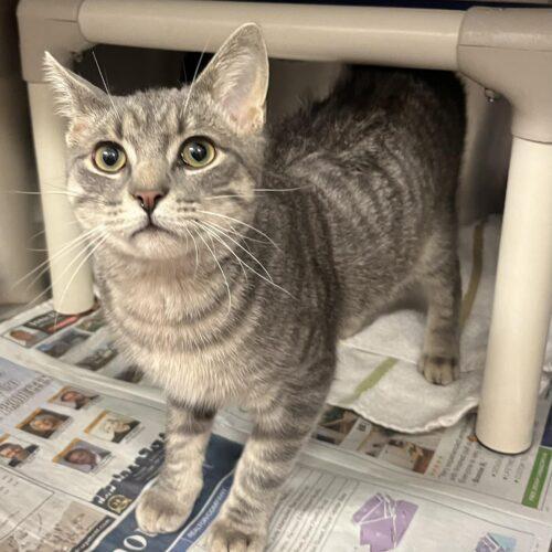 Chocolate Babka, a Adoptable Domestic Short Hair in Toronto, ON image 5/6