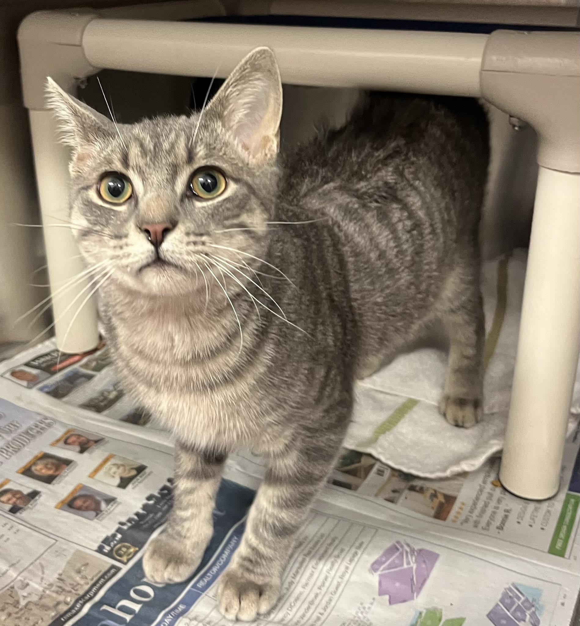 Chocolate Babka, a Adoptable Domestic Short Hair in Toronto, ON image 6/6