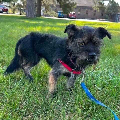 Enlarge Taffie - Home visit in process, an adopted mixed breed in Hartland, WI image 2/6