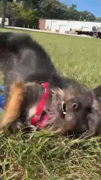 Enlarge Taffie - Home visit in process, an adopted mixed breed in Hartland, WI video 6/6