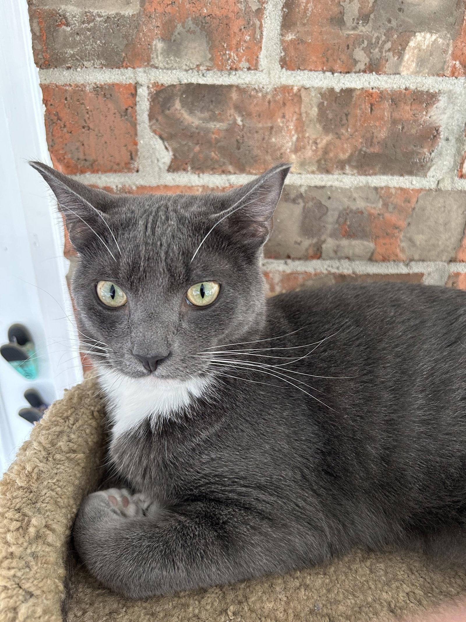 Valentino, Adoptable, Adult Male Domestic Short Hair.