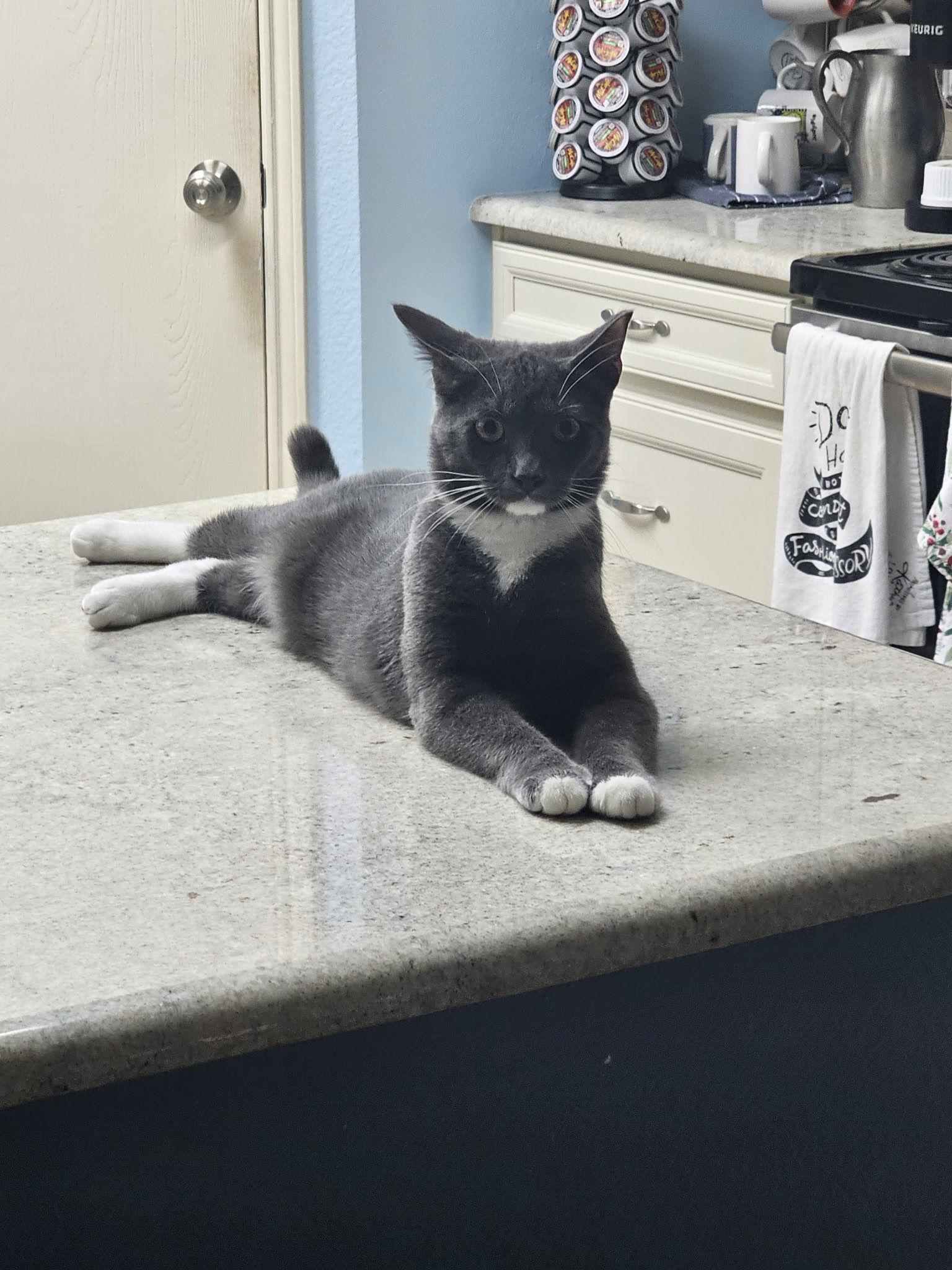 Valentino, Adoptable, Young Male Domestic Short Hair.