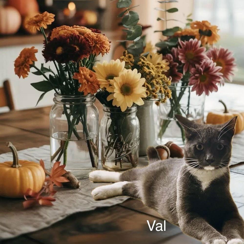 Enlarge Valentino, a Adoptable Domestic Short Hair in Fort Worth, TX image 3/3