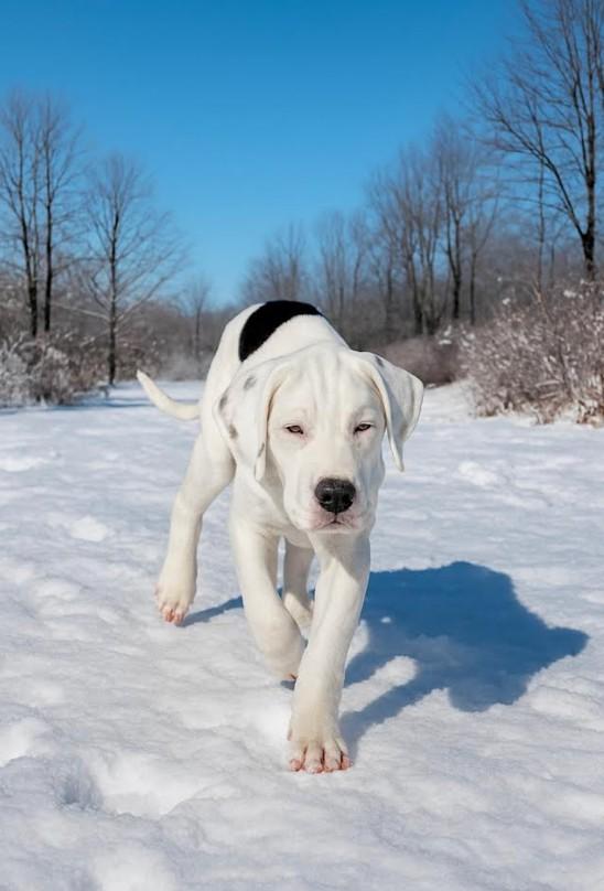 Enlarge Martin, an adopted mixed breed in Huntingtown, MD image 1/6