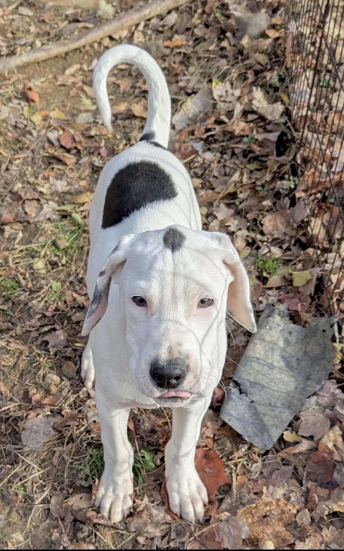 Enlarge Martin, an adopted mixed breed in Huntingtown, MD image 3/6