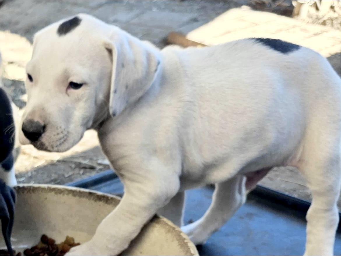 Enlarge Martin, an adopted mixed breed in Huntingtown, MD image 4/6