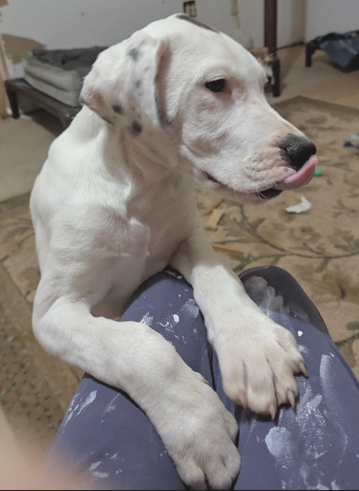 Enlarge Martin, an adopted mixed breed in Huntingtown, MD image 6/6