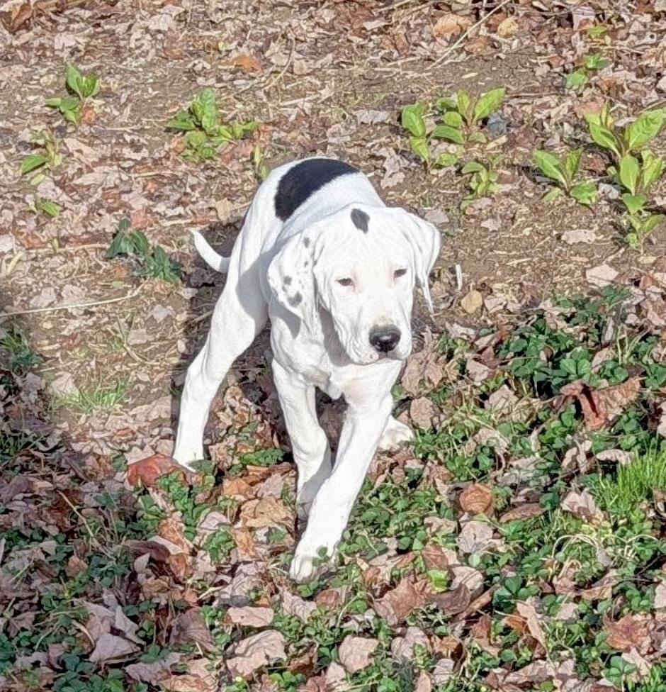 Enlarge Martin, an adopted mixed breed in Huntingtown, MD image 2/6