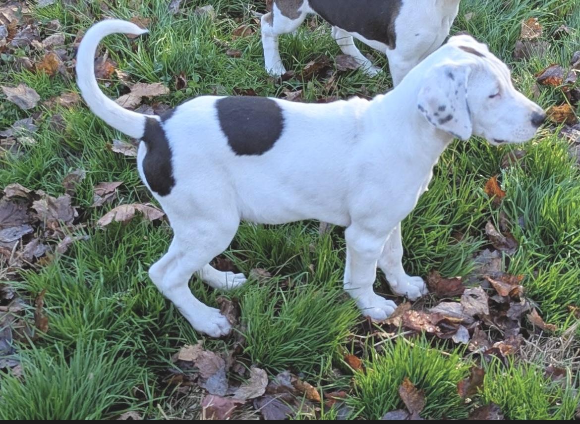 Enlarge Martin, an adopted mixed breed in Huntingtown, MD image 5/6