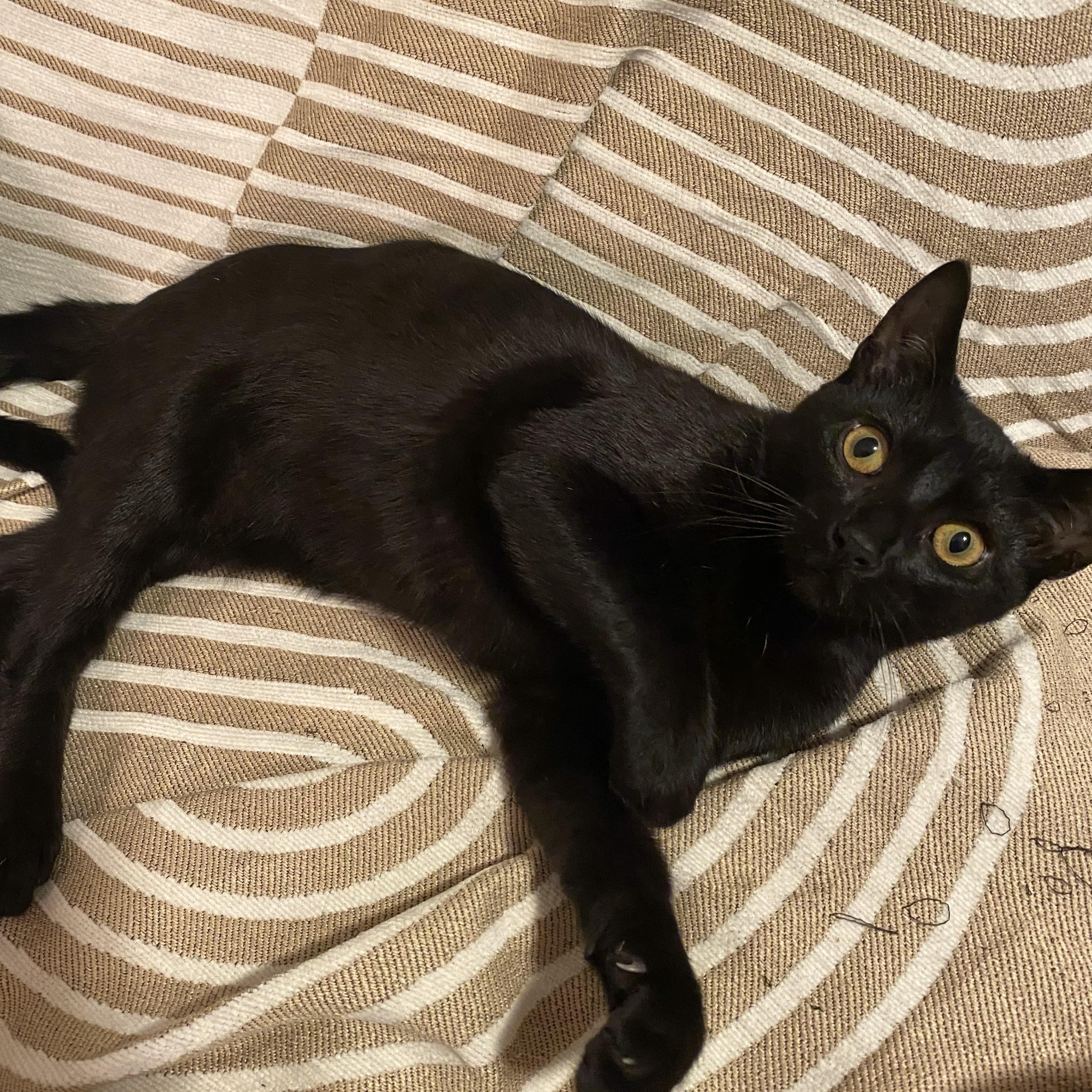 Archie, ADOPTABLE, Young Male Domestic Short Hair.