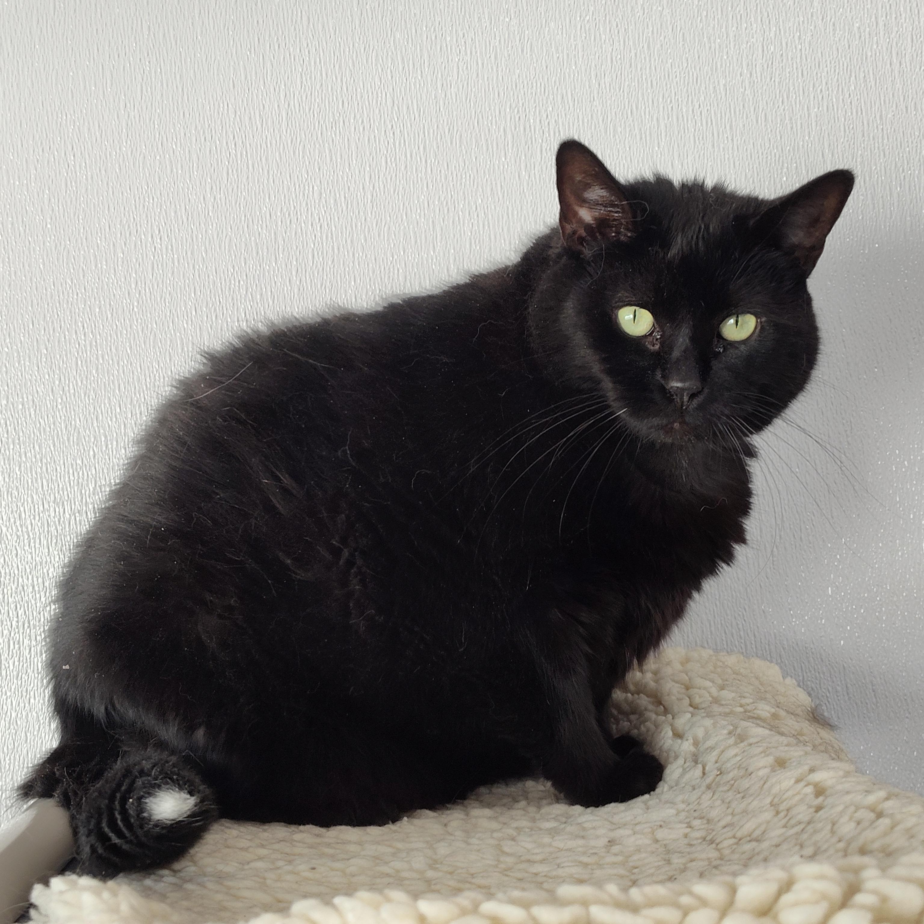 Enlarge Jyn, a Adoptable Domestic Short Hair in Stockbridge, MI image 2/3