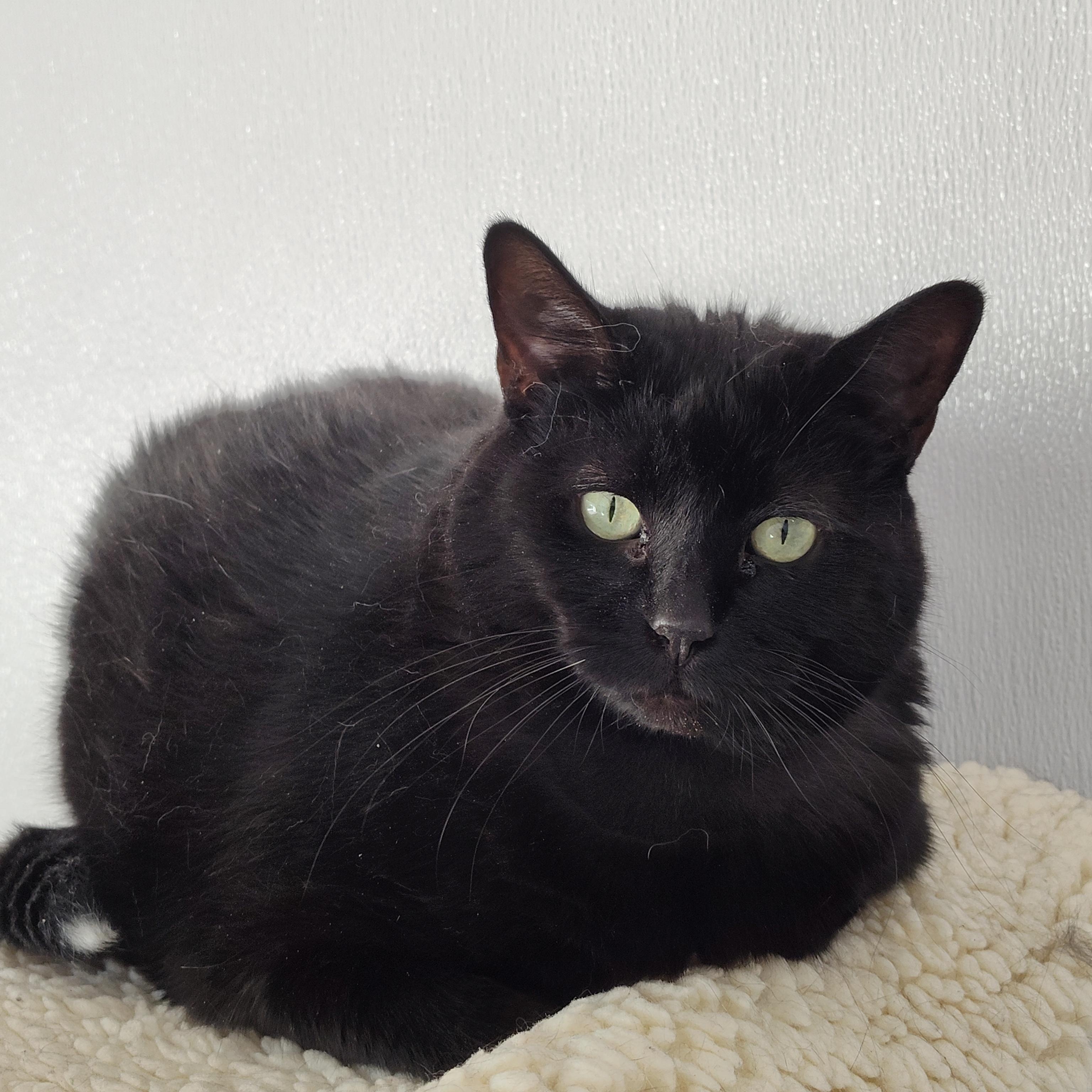 Enlarge Jyn, a Adoptable Domestic Short Hair in Stockbridge, MI image 3/3
