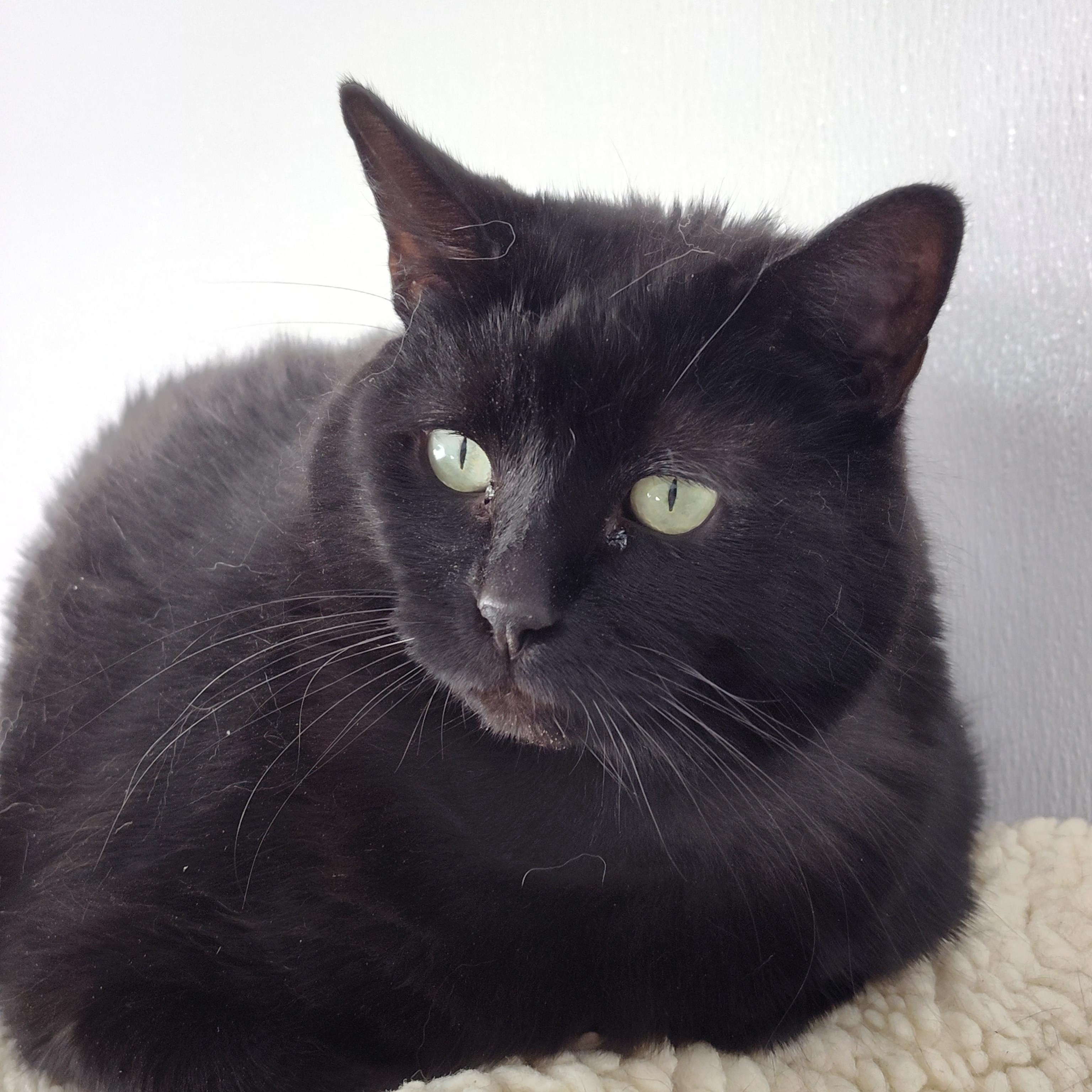 Jyn, Adoptable, Adult Female Domestic Short Hair.