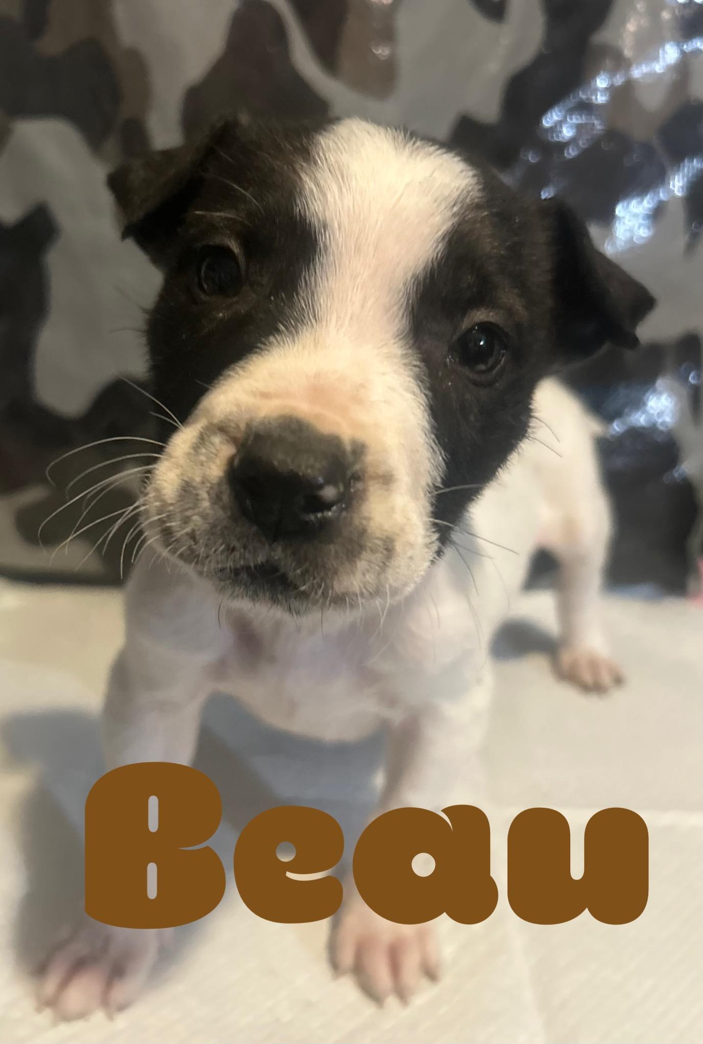 Sweetheart-Beau, Adoptable, Puppy Male Pit Bull Terrier & Australian Cattle Dog / Blue Heeler.