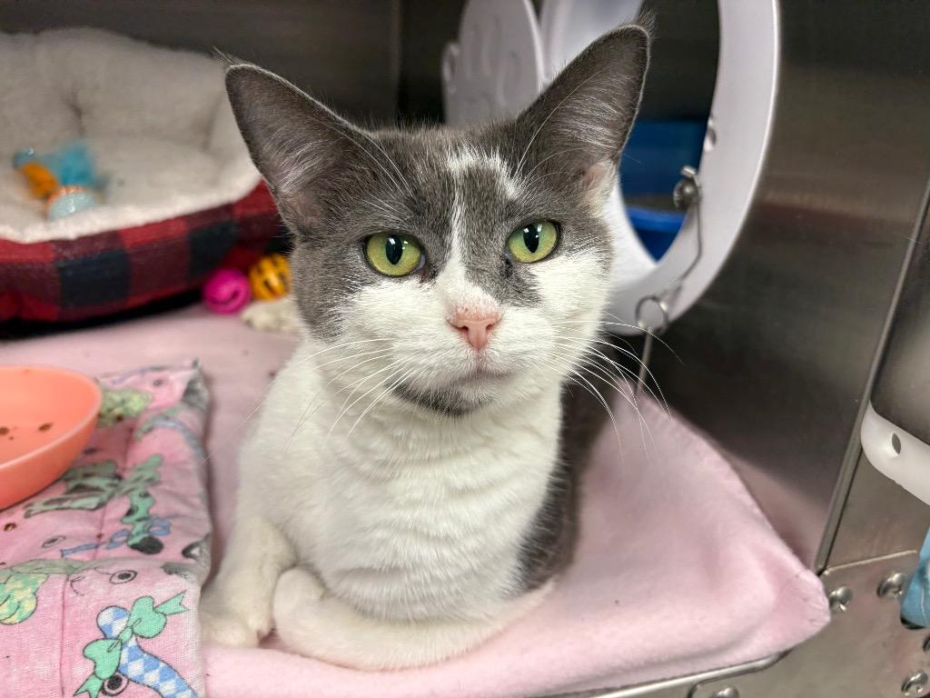 Charlotte / AC 27441 A, Adoptable, Young Female Domestic Medium Hair.