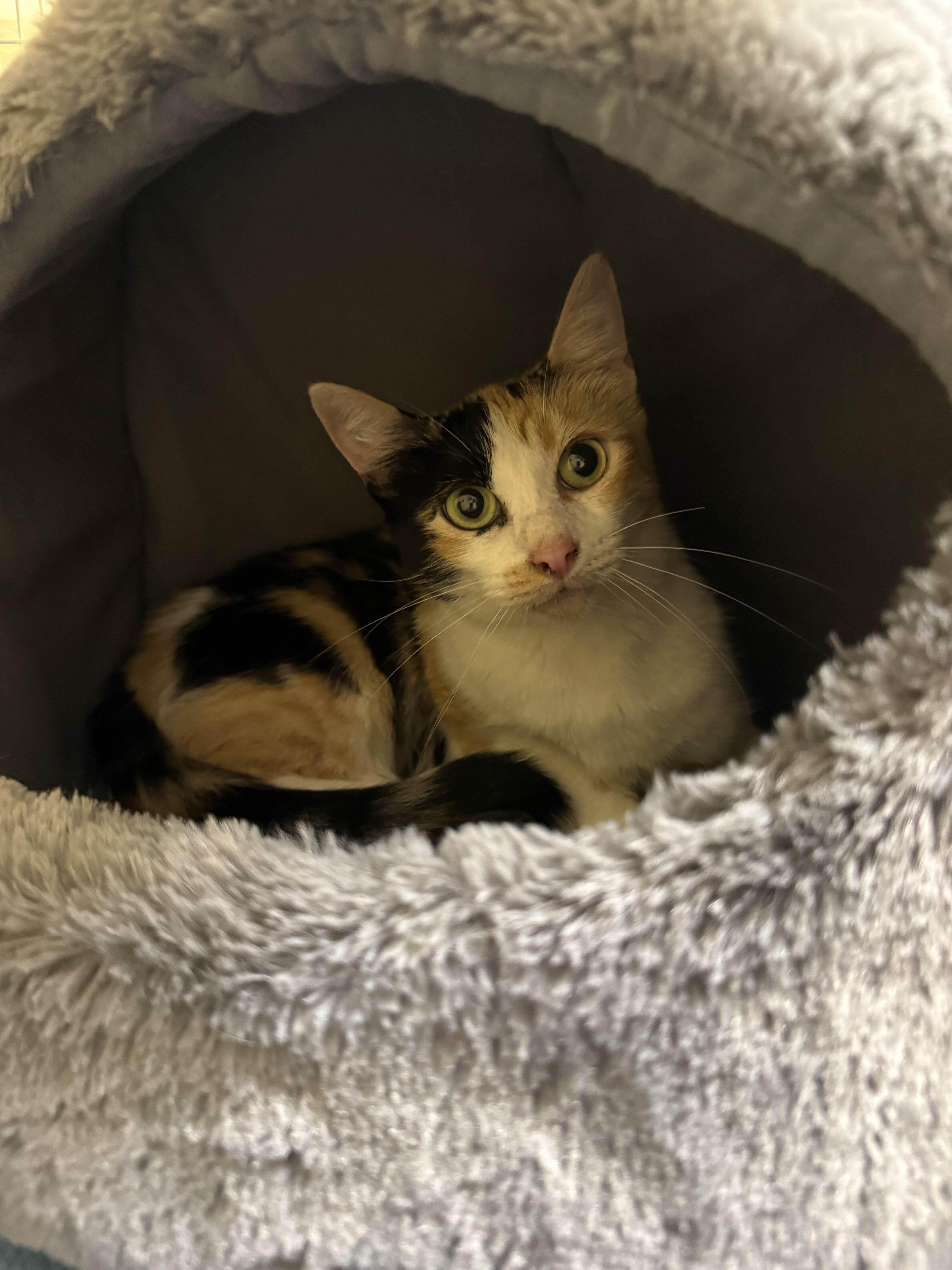 Goldilocks, Adoptable, Adult Female Domestic Short Hair.