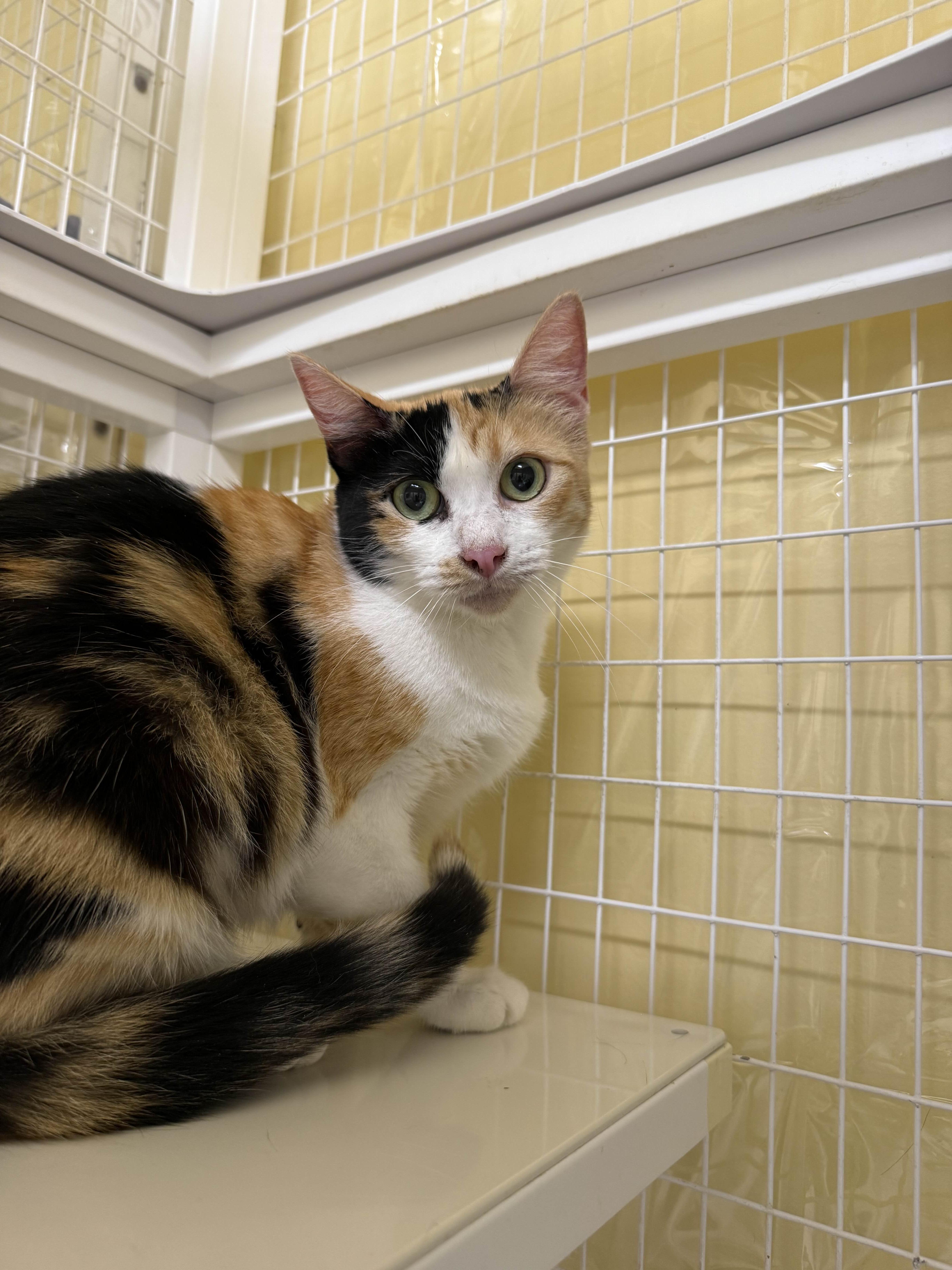 Goldilocks, a Adoptable Domestic Short Hair in San Luis Obispo, CA image 3/3