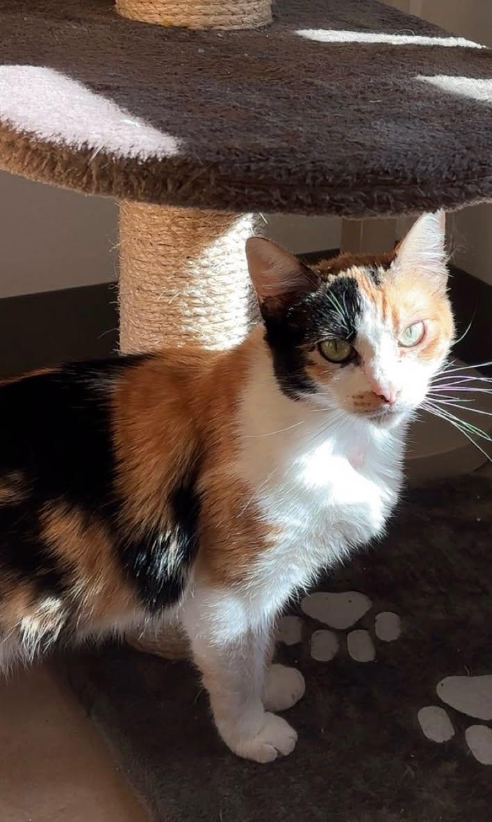 Enlarge Goldilocks, an adoptable Domestic Short Hair in San Luis Obispo, CA image 2/5